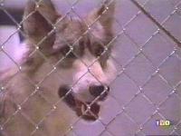 Click to watch 'A World of Difference (...' (popup) Werewolf